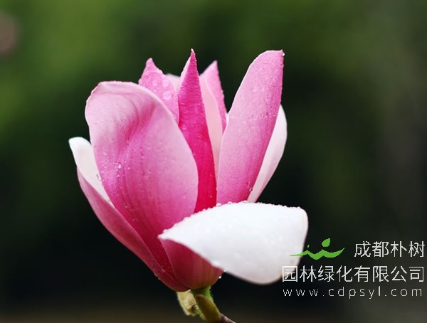 木兰的价格，木兰卖多少钱一棵，木兰2020年最新行情