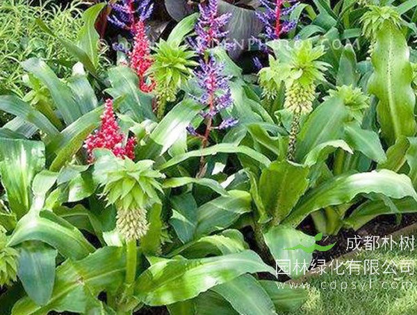 成都朴树园林：庭院花境如何营造？ 