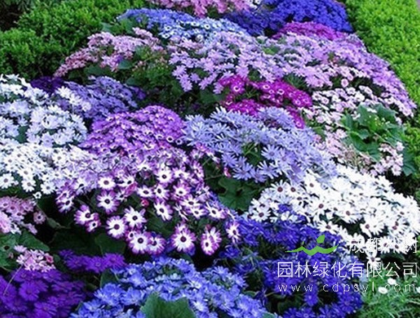 成都朴树园林：庭院花境如何营造？ 