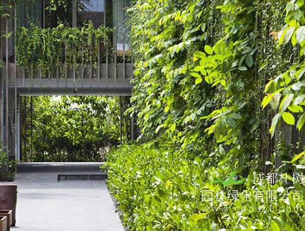 为何越来越多的人喜爱庭院垂直绿化景观？ 