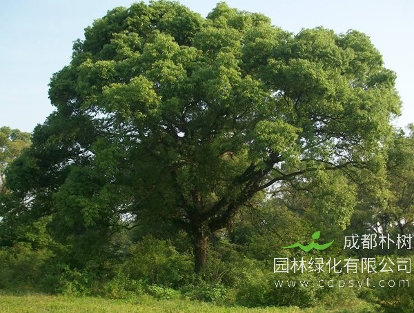 香樟树的价格-形态特征-功效作用-栽培技术