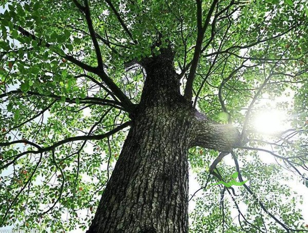 香樟树和女贞树有什么区别？