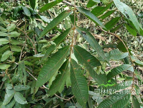 金丝楠价格，金丝楠2020年最新行情，金丝楠卖多少钱？