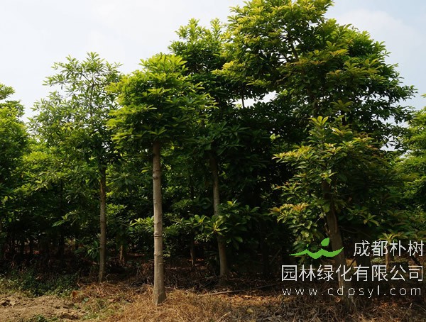 杜英树价格，杜英树2020年最新行情，杜英树卖多少钱？