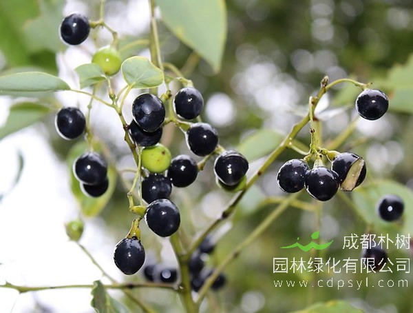 香樟树果实的作用与功效有哪些？