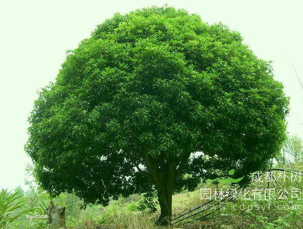 香樟树的价格-形态特征-功效作用-栽培技术