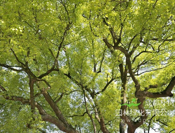 香樟树的价格-形态特征-功效作用-栽培技术