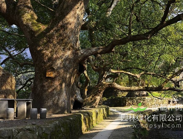 香樟树的价格-形态特征-功效作用-栽培技术