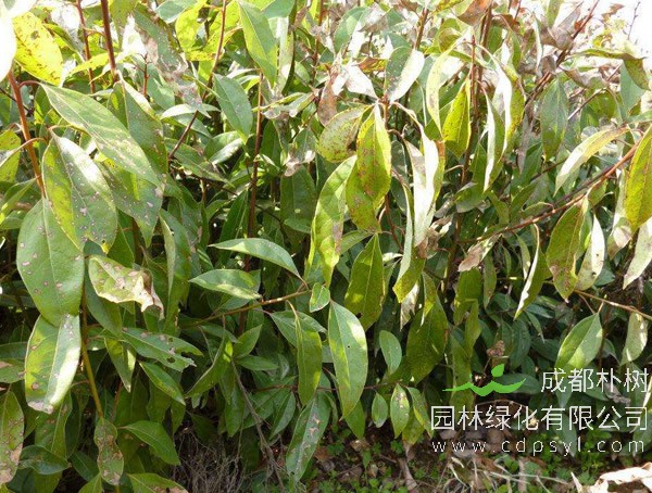 香樟树为什么不招虫？