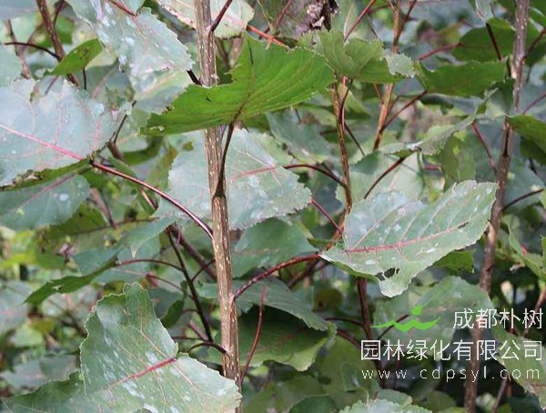 香樟树有什么好处和坏处？