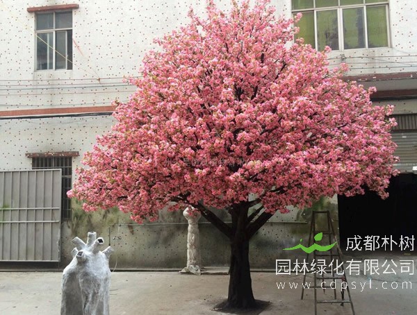 樱花树价格-图片-功效作用-主要品种-栽培技术-花语