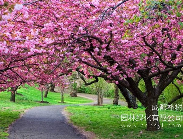 樱花树价格-图片-功效作用-主要品种-栽培技术-花语