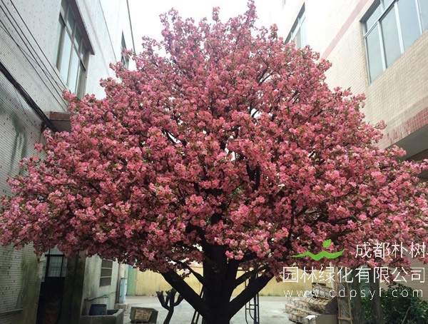 樱花和榆叶梅的区别有哪些？