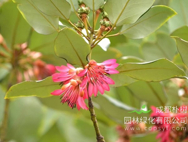 红花荷价格，红花荷2020年最新行情，红花荷卖多少钱？