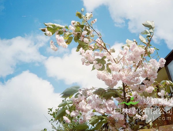 日本樱花是从中国传到日本的吗？
