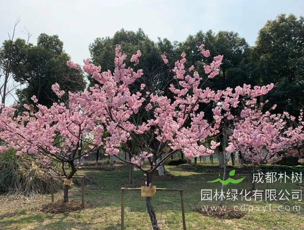樱花树价格-图片-功效作用-主要品种-栽培技术-花语