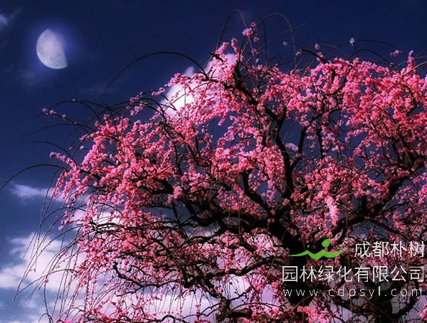 樱花树价格-图片-功效作用-主要品种-栽培技术-花语