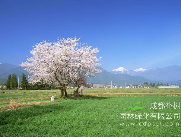 樱花树价格-图片-功效作用-主要品种-栽培技术-花语