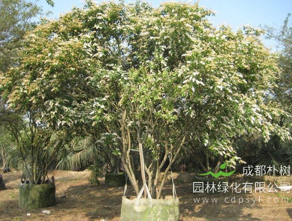 女贞树价格-图片-功效作用-花语-栽培技术