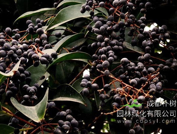 女贞树有什么作用？ 