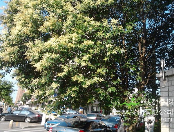 女贞树价格-图片-功效作用-花语-栽培技术