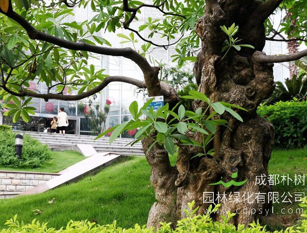 重阳木的价格，重阳木2020年最新行情，重阳木卖多少钱？