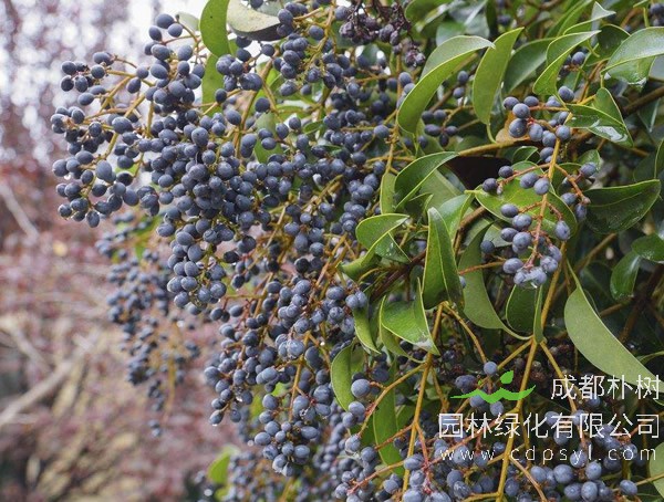 女贞树价格-图片-功效作用-花语-栽培技术