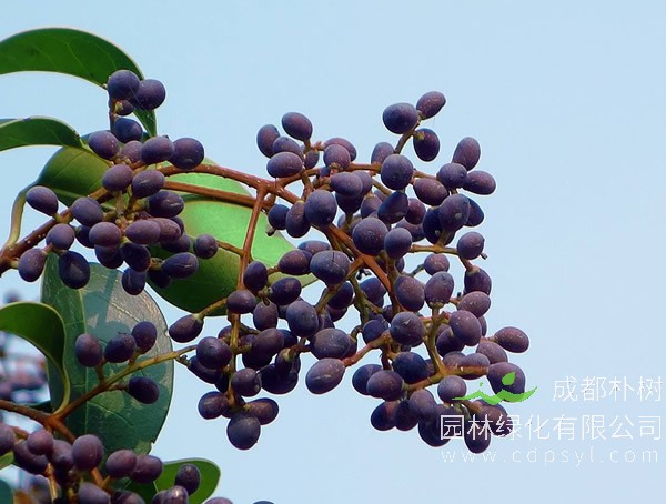女贞树价格-图片-功效作用-花语-栽培技术