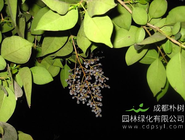 女贞树的果实，不可以食用。主要是女贞树种类比较多，大部分属于绿化苗木，故不可随意食用。女贞树，一般分很多种；如小叶女贞、红叶女贞、金叶女贞、金边冬青、金边女贞等。女贞树，为木犀科，女贞属，常绿小乔木（亚乔木）或大灌木。其浆果为长椭圆形，微弯曲，成熟时呈红黑色，被白粉，不可直接食用。花期7月，果熟期10～11月。