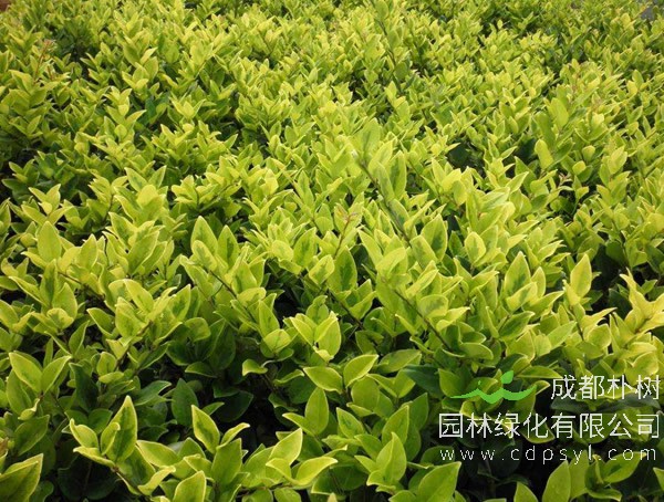 桂花树和女贞树有什么区别？