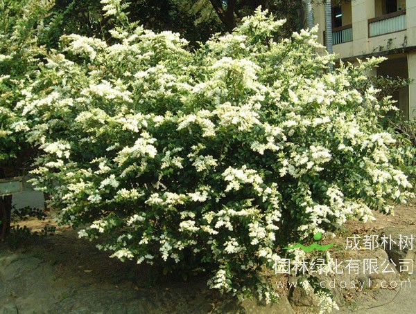 女贞树在北方能栽种吗? 