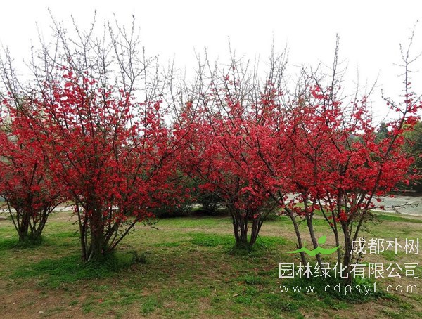 海棠树价格-图片-繁殖方法-园林应用-栽培技术