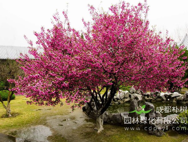海棠树价格-图片-繁殖方法-园林应用-栽培技术
