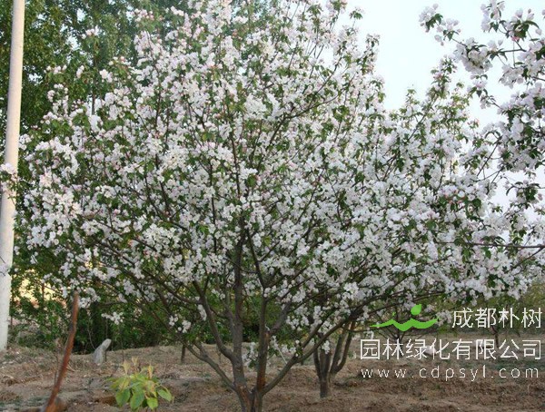 海棠树的种植方法，修剪时间及移栽方法