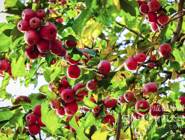 海棠树价格-图片-繁殖方法-园林应用-栽培技术