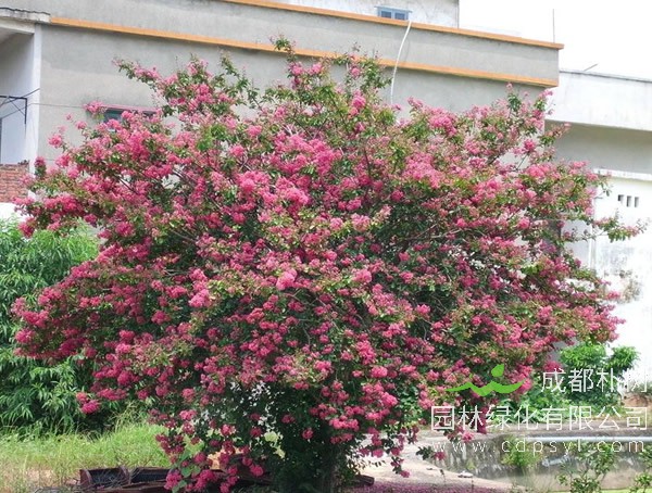 海棠树的种植方法，修剪时间及移栽方法