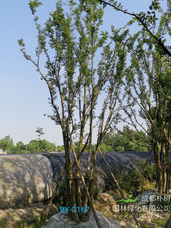 便宜的朴树哪儿买？成都哪儿有便宜的朴树卖？