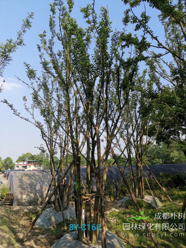 成都朴树园林怎么样？丛生朴树基地去哪儿找？