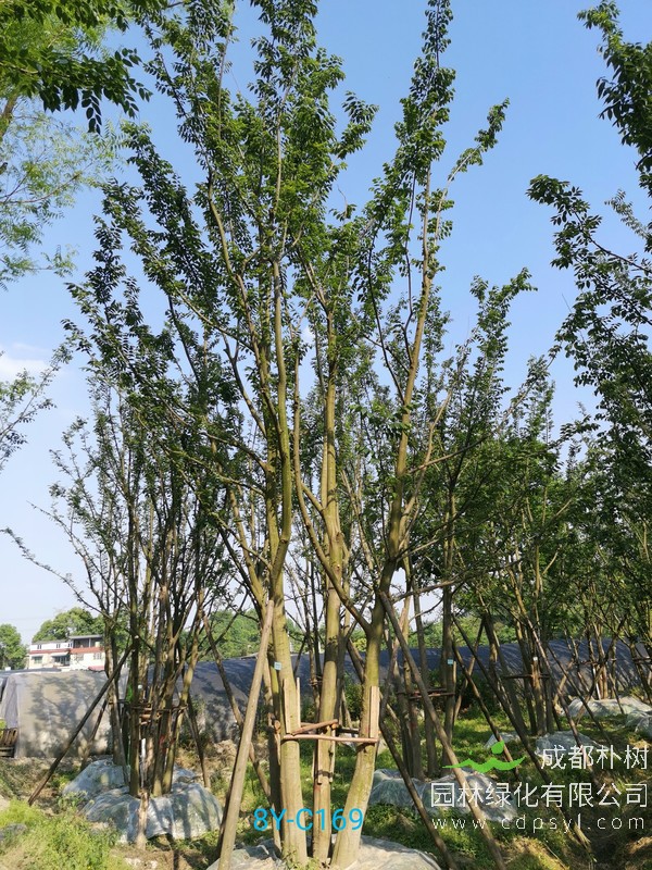 朴树产地，哪儿的朴树好，成都哪儿有朴树？