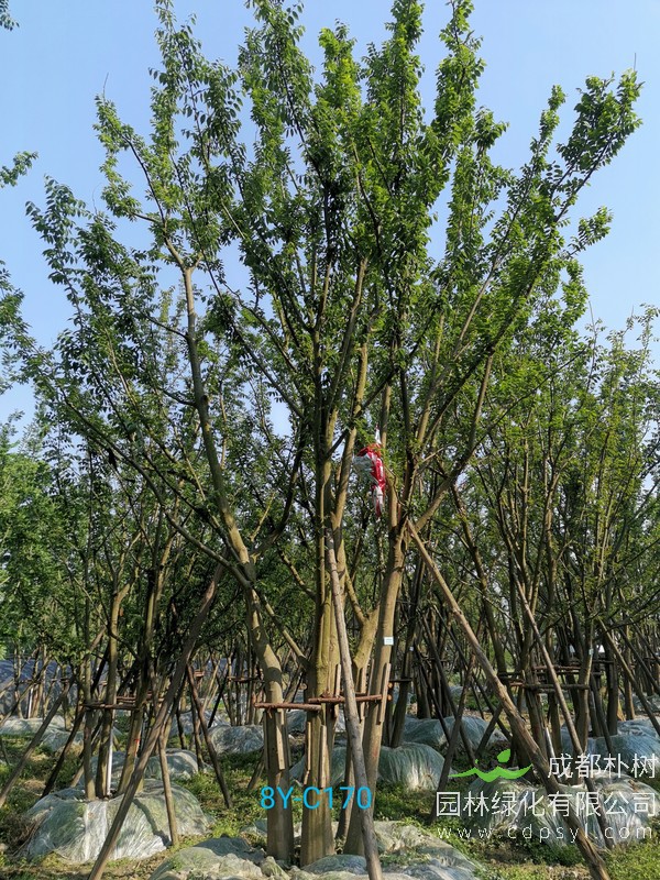 丛生朴树哪里有卖？成都哪儿有丛生朴树卖？