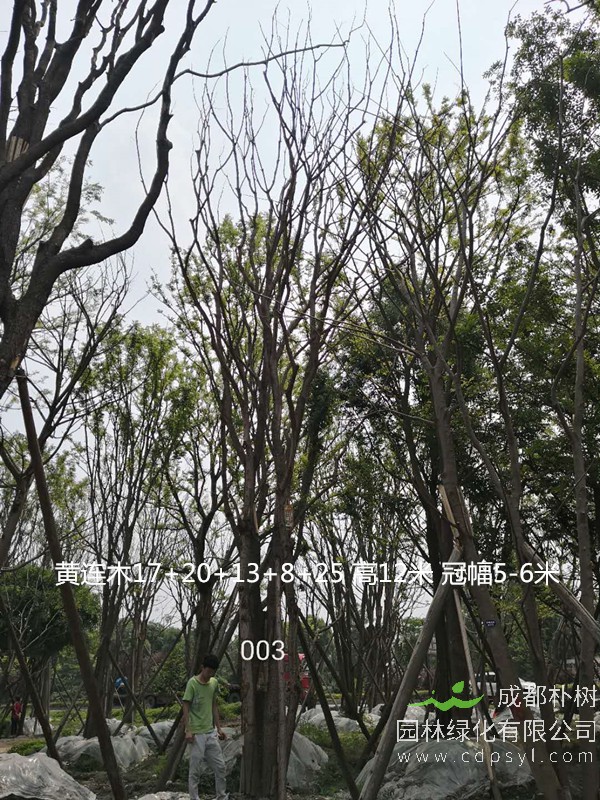 黄连木价格-形态特征-地理分布-生长习性-经济发展价值。