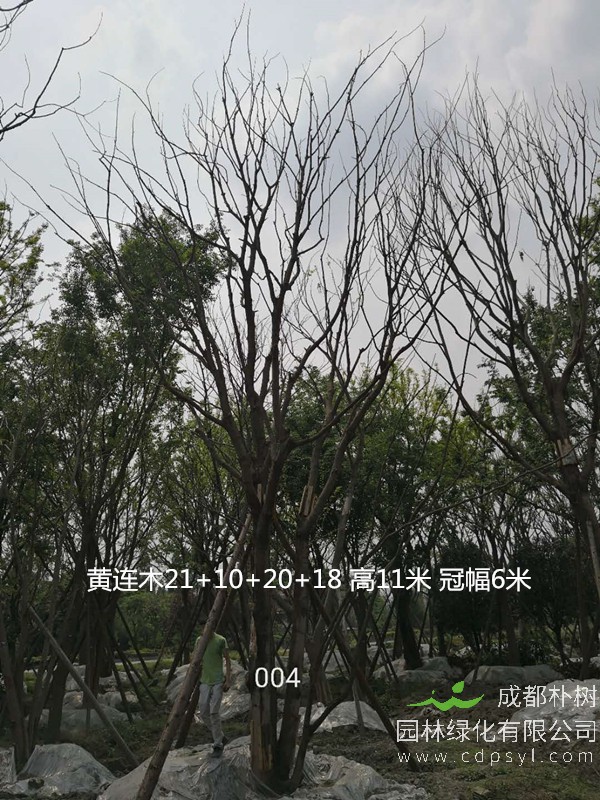 黄连木价格-形态特征-地理分布-生长习性-经济发展价值。