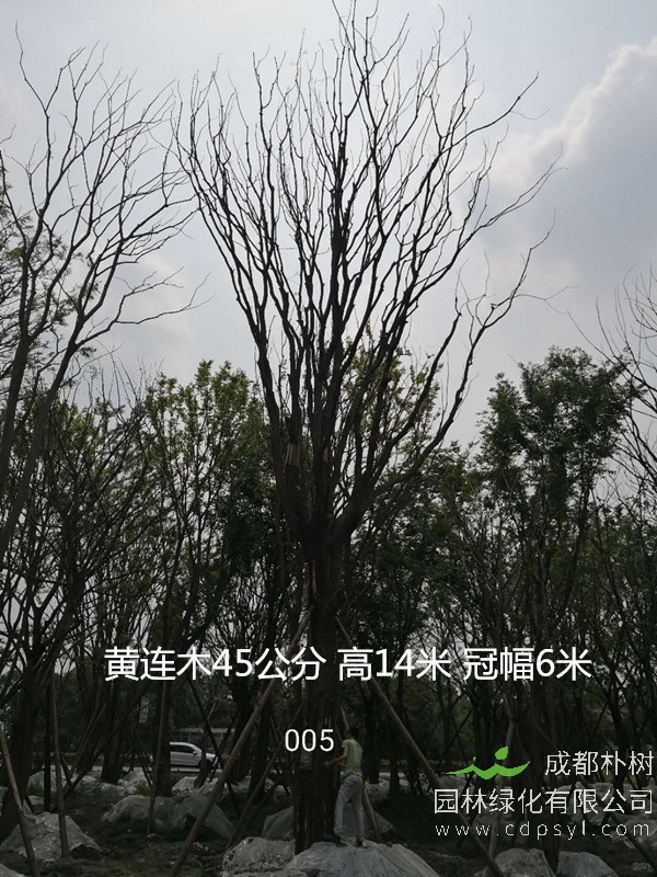 黄连木价格-形态特征-地理分布-生长习性-经济发展价值。