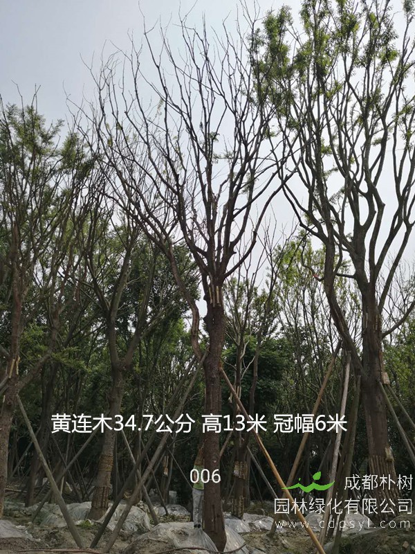 黄连木价格-形态特征-地理分布-生长习性-经济发展价值。