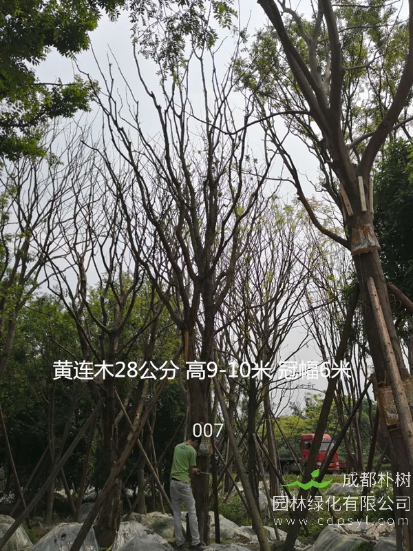 黄连木价格-形态特征-地理分布-生长习性-经济发展价值。