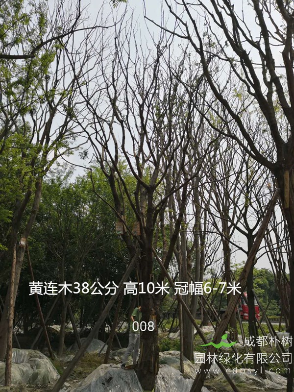 黄连木价格，黄连木种植技术以及发展前景