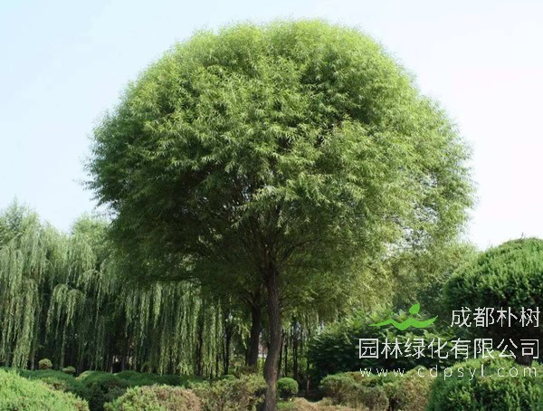 旱柳价格-图片-分布范围-主要变种-主要价值以及栽培技术