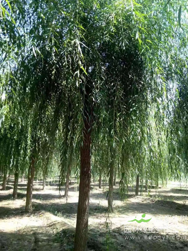 旱柳有什么生长习性？