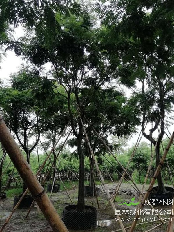 双翼豆价格-图片-形态特征-生长环境