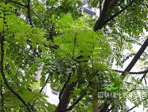 双翼豆价格-图片-形态特征-生长环境